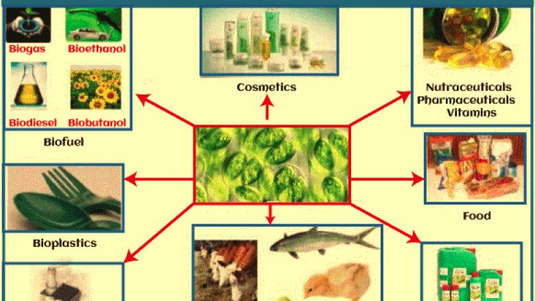 Uses of Algae - Javatpoint