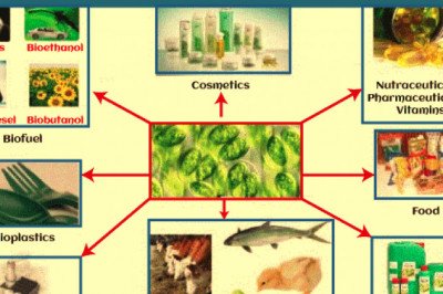 Uses of Algae - Javatpoint