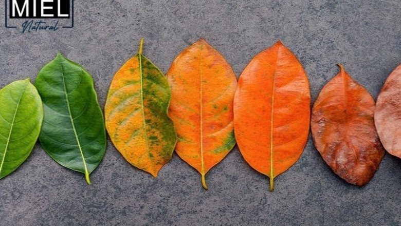 Miel Natural | Why You Have Skin Problems When the Weather Changes