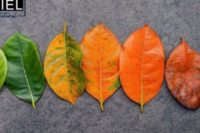 Miel Natural | Why You Have Skin Problems When the Weather Changes