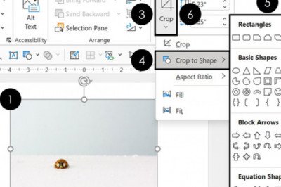 How Do I Crop a Picture in PowerPoint?