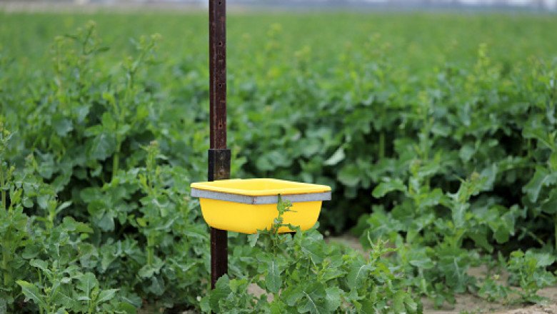 Agricultural Insect Pheromones Market industry overviews by report, by forecast 2020-2028.