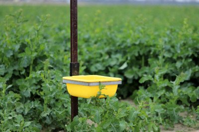 Agricultural Insect Pheromones Market industry overviews by report, by forecast 2020-2028.