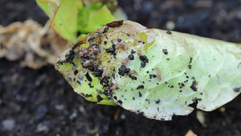 Molluscicides Market Industry Research Overview’s Profiles, Segments, Landscape, Demand and Trends by Forecast to 2030