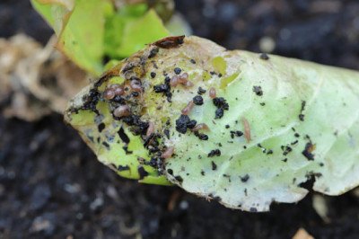 Molluscicides Market Industry Research Overview’s  Profiles, Segments, Landscape, Demand and Trends by Forecast to 2030