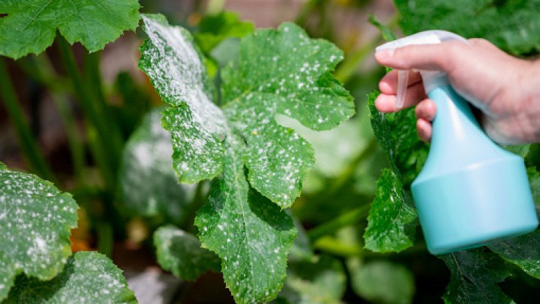 Organic Pesticides Market: Industry Overview’s Outlook by Forecast 2020-2027