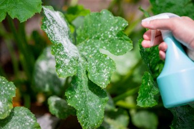 Organic Pesticides Market: Industry Overview’s Outlook by Forecast 2020-2027