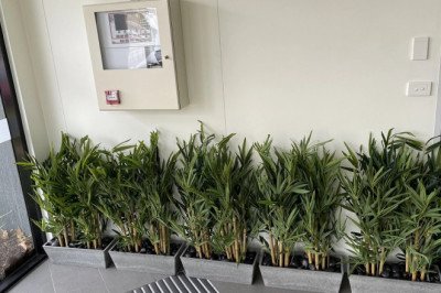 Create the Garden of Your Dreams With Artificial Plants in Brisbane