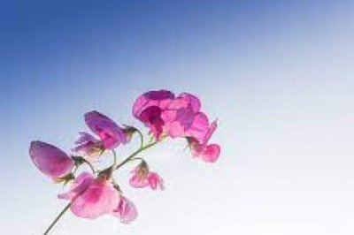 SHRI AGNESH SATTA KING