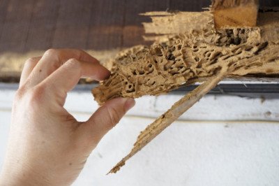 Do I Need Full Home Termite Treatment?
