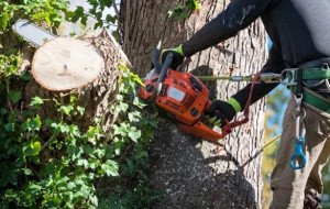 Trees by Forrest | Tree Maintenance Services for Stronger and Better-Kept Landscapes