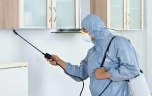 Pest Control Treatment services in lahore for a Cleaner, Safer &amp; Pest-Free Property
