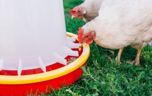 Alimentation des poules : comment une mangeoire anti nuisible limite le gaspillage ?
