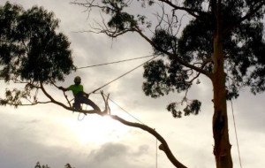 How Can Tree Trimming in Melbourne Keep Your Property Safer?