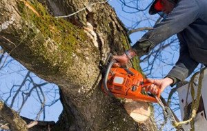 How Can a Tree Arborist in Melbourne Help Maintain Healthy Trees?