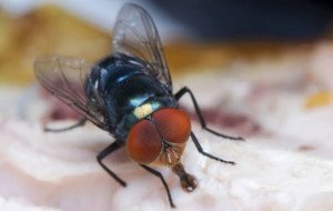 7 Common Reasons House Flies Keep Returning and How to Stop Them