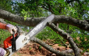 When Commercial Tree Removal Becomes Necessary for Business Properties
